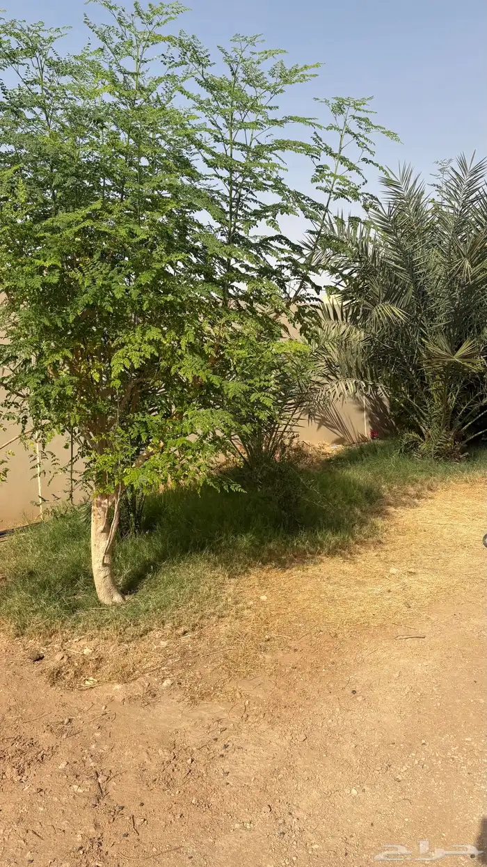 عماره للبيع 14