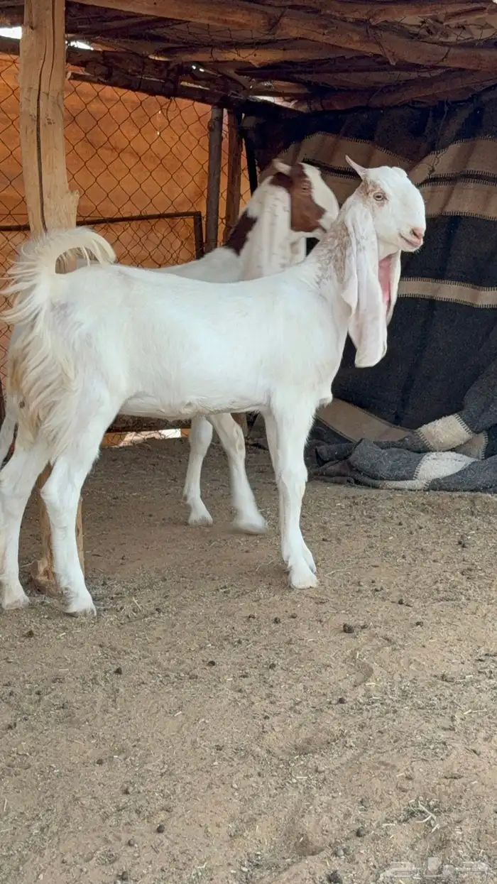 جفار صنف 0