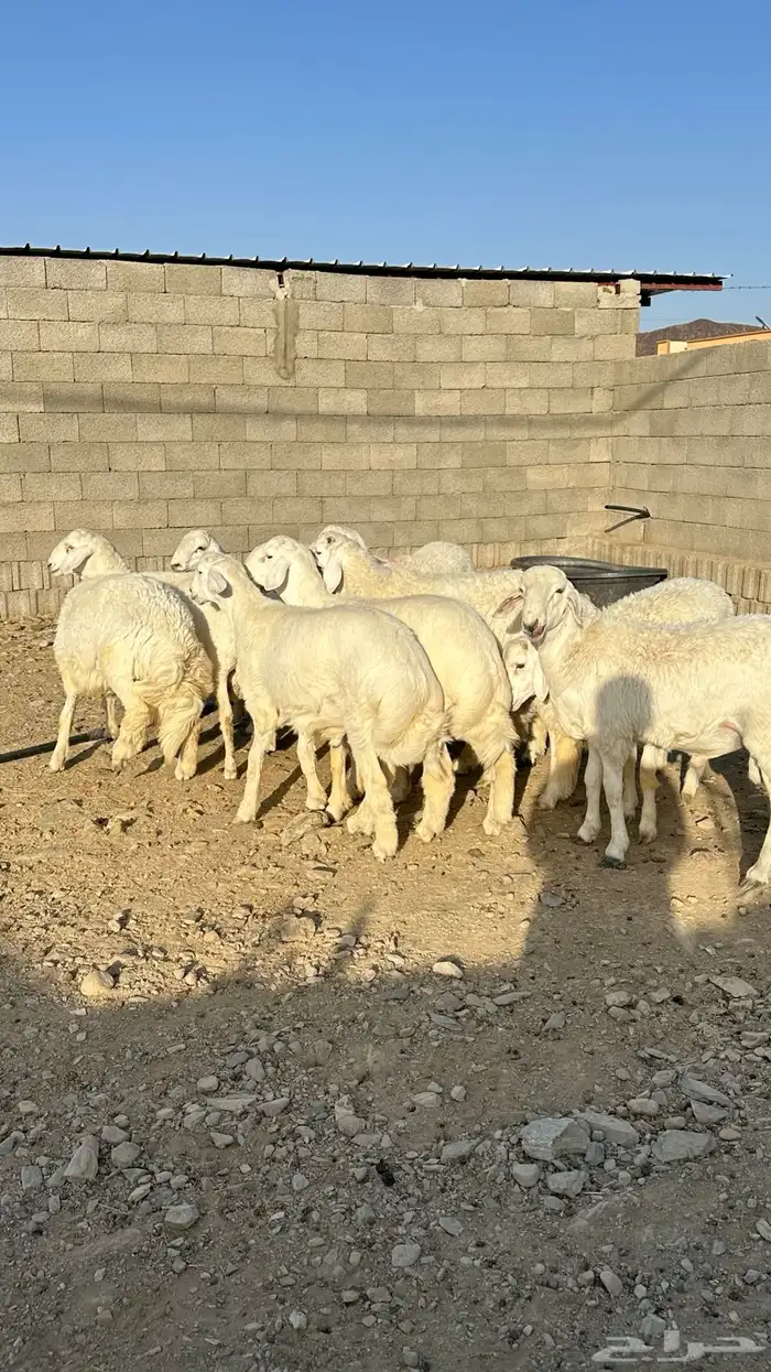طليان جبره 3