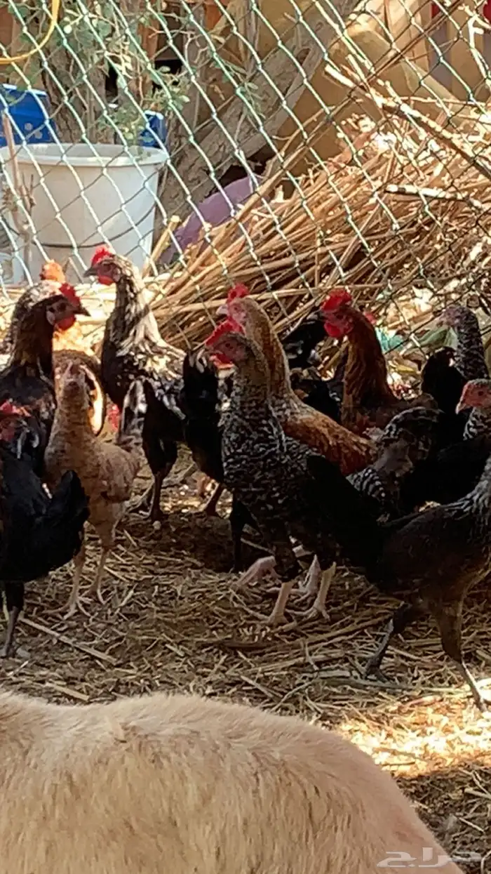 دجاج بلدي 6