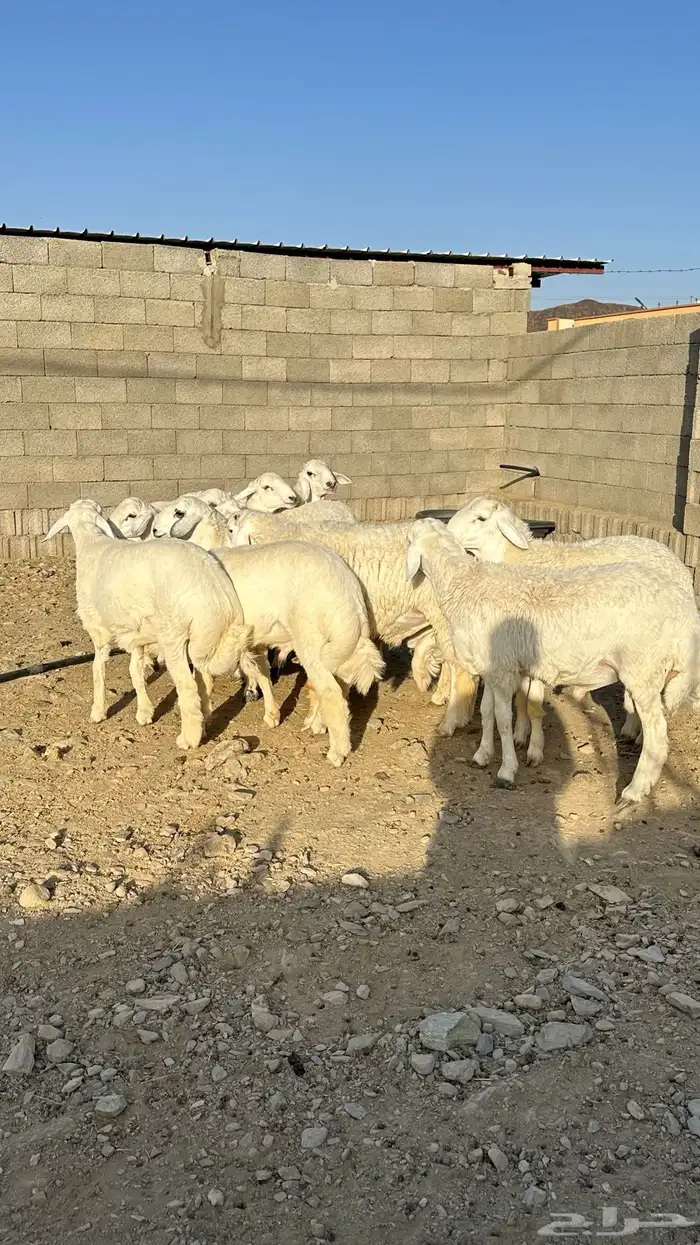 طليان جبره 1