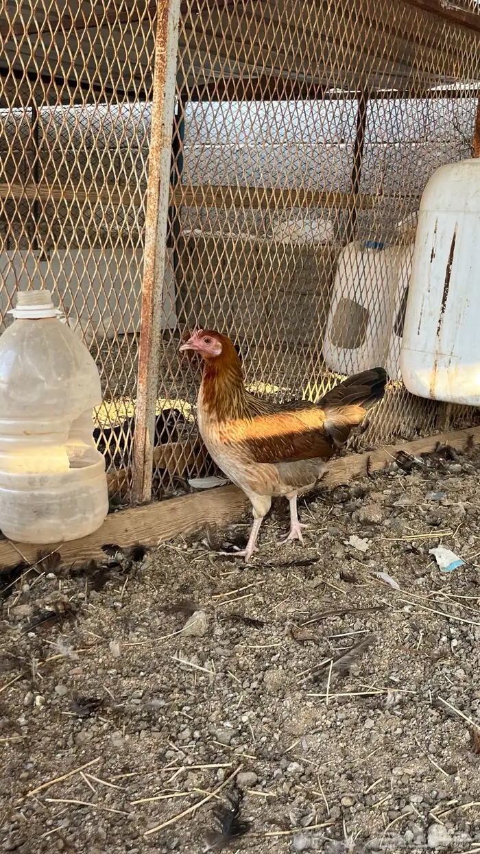 دجاج ترثه فري 6