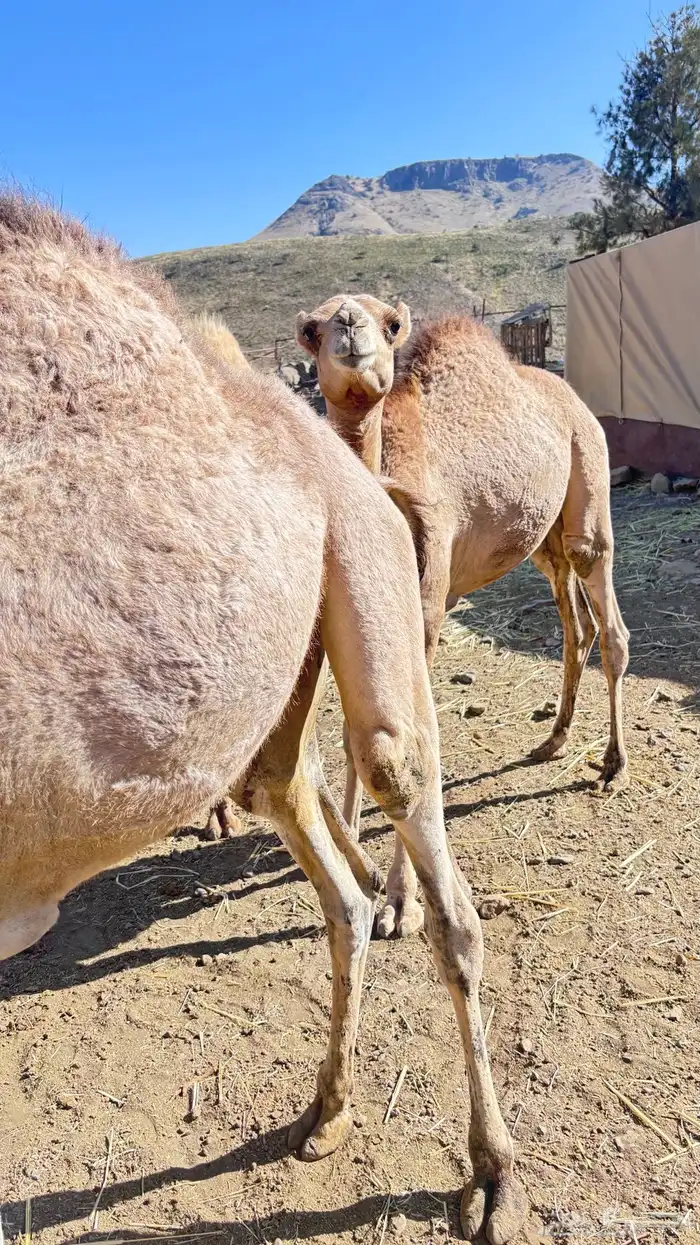 قعدان 0