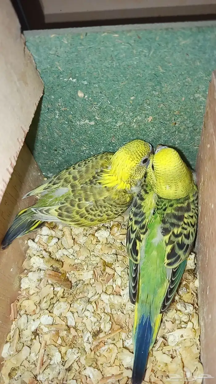 فرخين باجي صغار ونشيطين 0