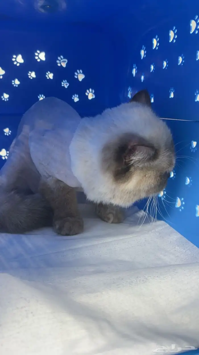 قطه انثى للتبني مع اغراضها السبب ماتبي الذكر الي عندي سليمه 1