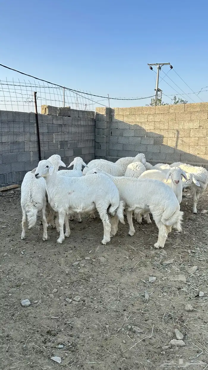 طليان جبره 0