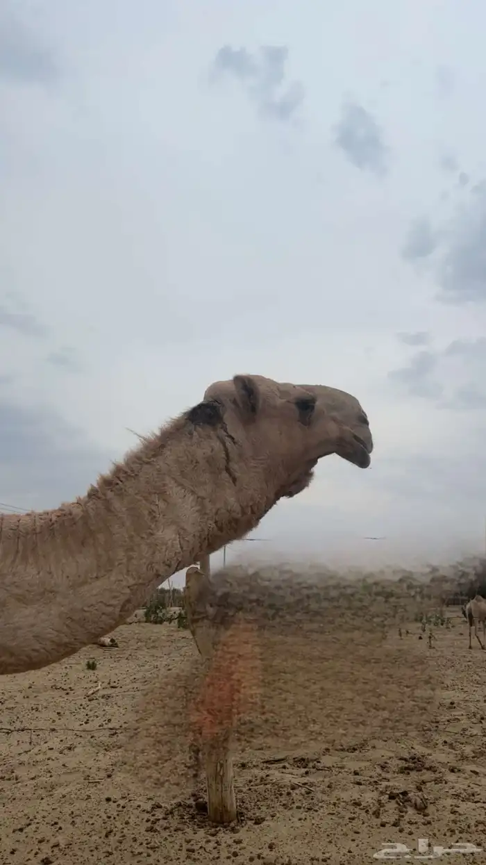 قعود ثني 0