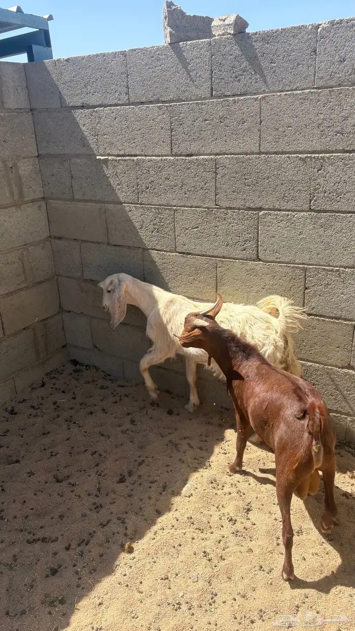 تيوس فل ش م 1