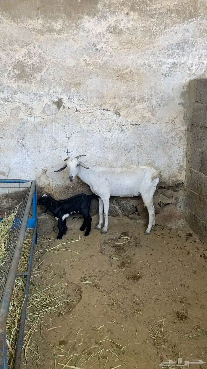 ماعزا بيشيات ربعايات تحتها 3 عنقان 4