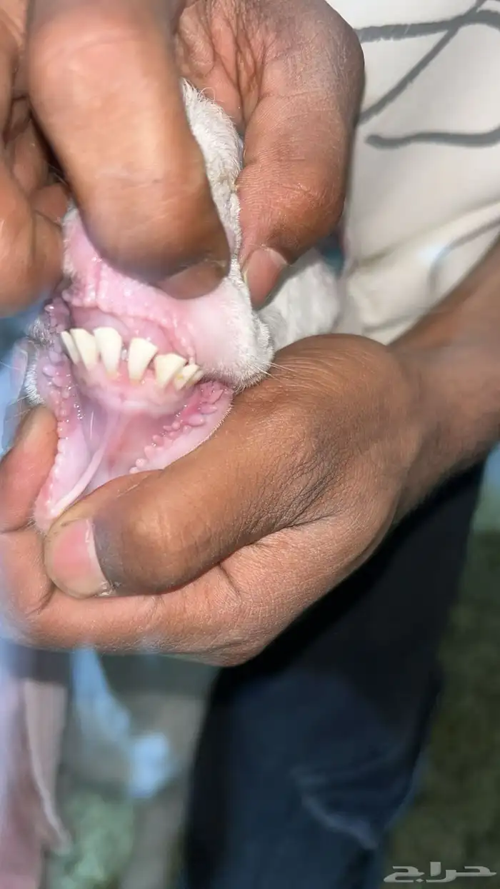 عنز هولنديه جرم طيب 0