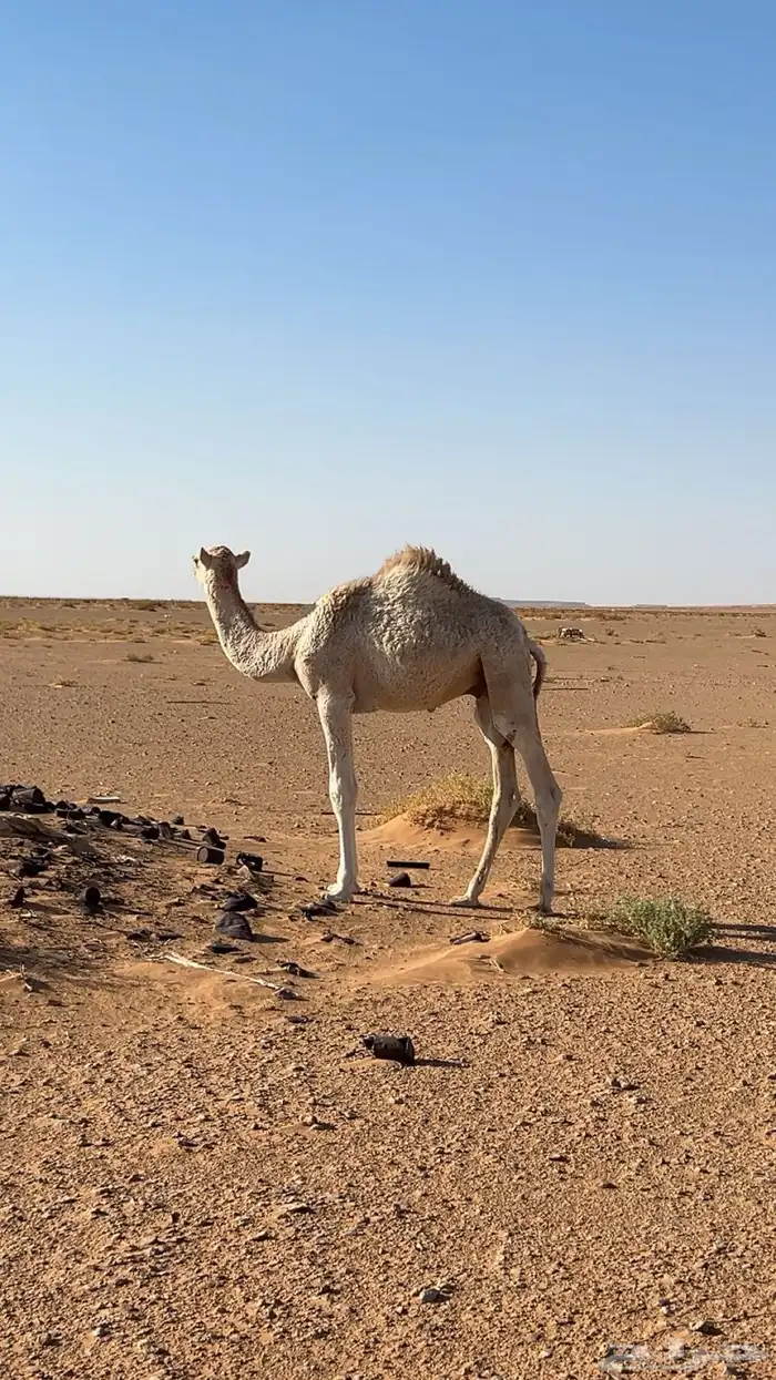 قعود العمر 6شهور 0