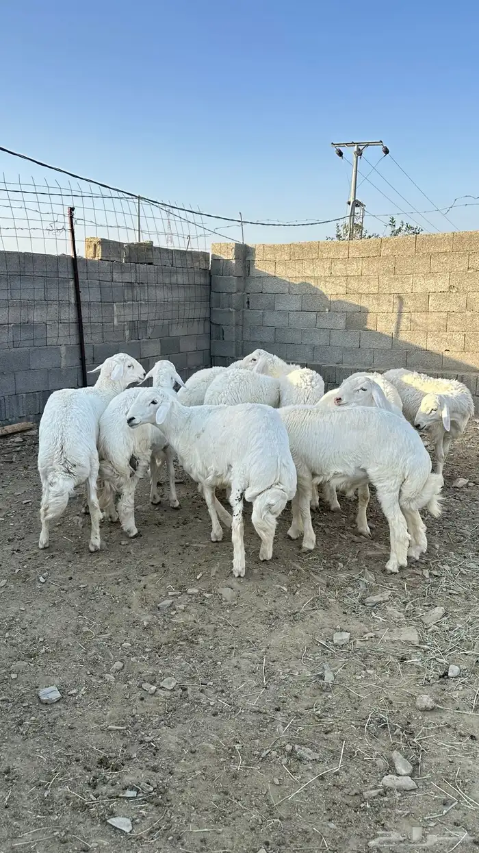 طليان جبره 6