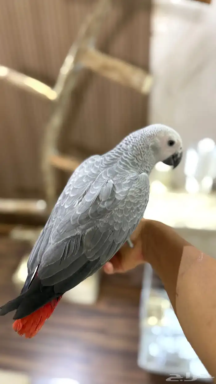 للبيع فرخ كاسكو اليف 1