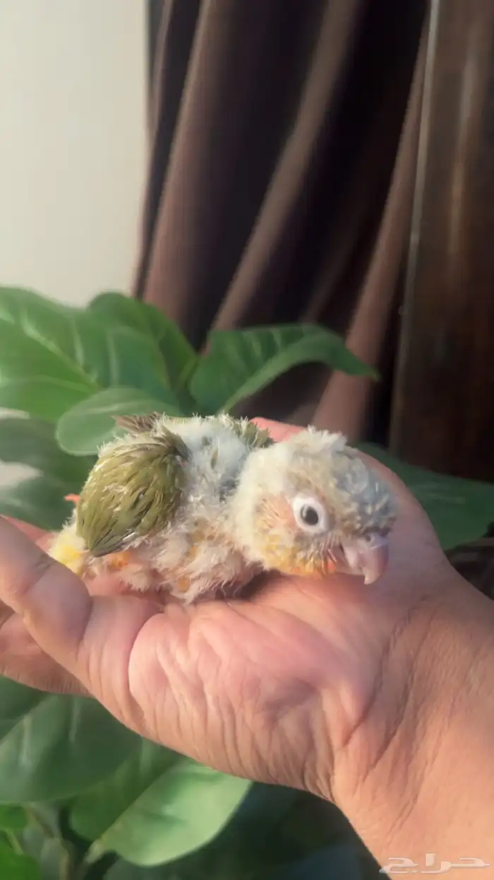 فرخ كنيور اناناس رد فاكتر حجم وصبغه 3