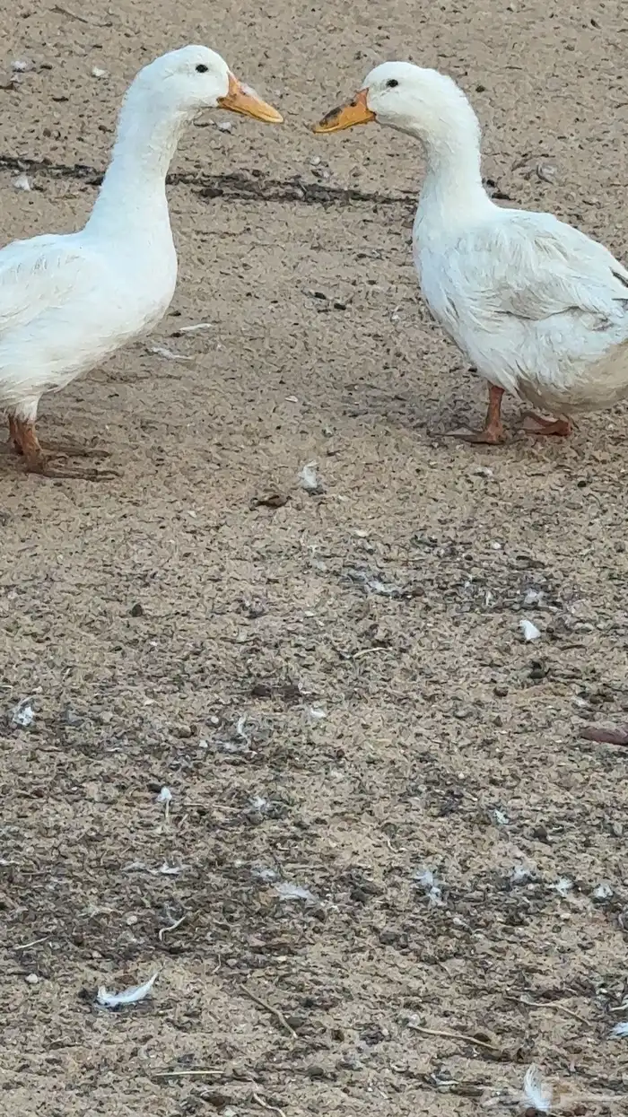 بط للبيع 1