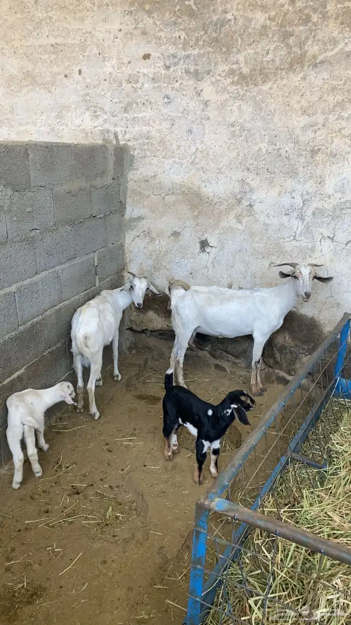 ماعزا بيشيات ربعايات تحتها 3 عنقان 3