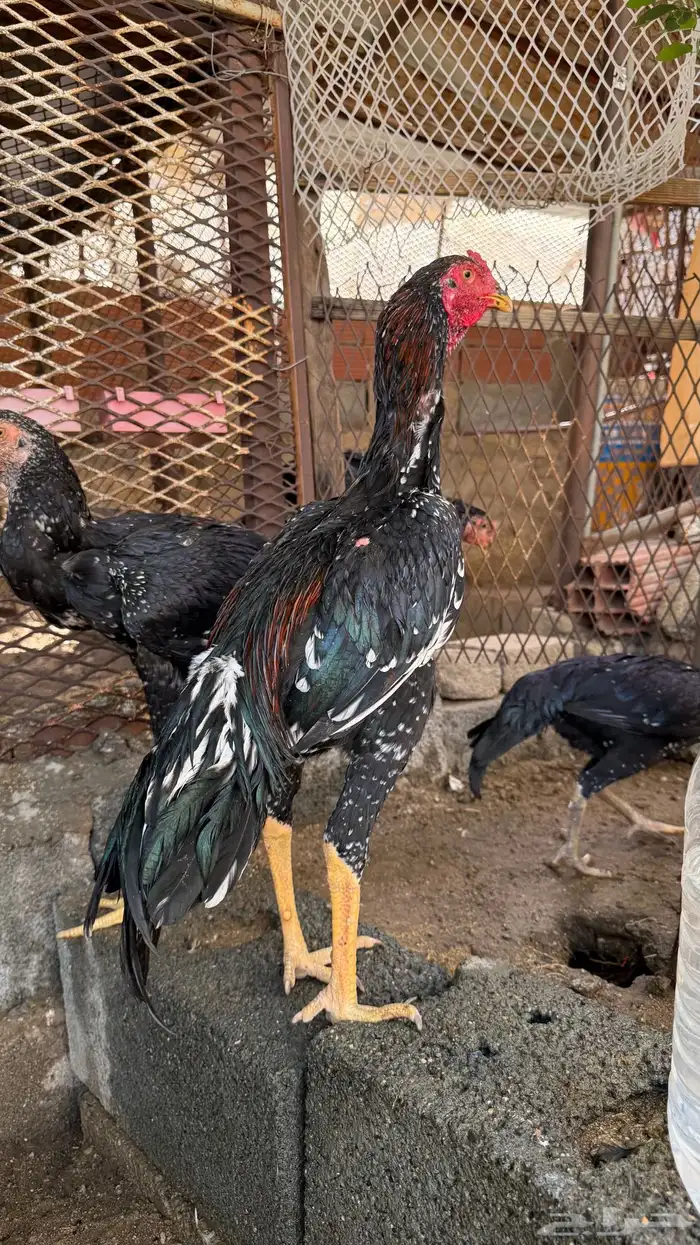 ديك سندي 0