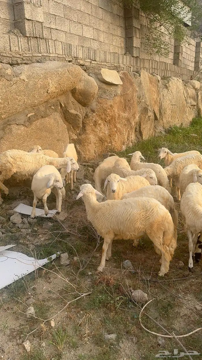 خرفان الموقع بارق   ثلوث المنطر 6