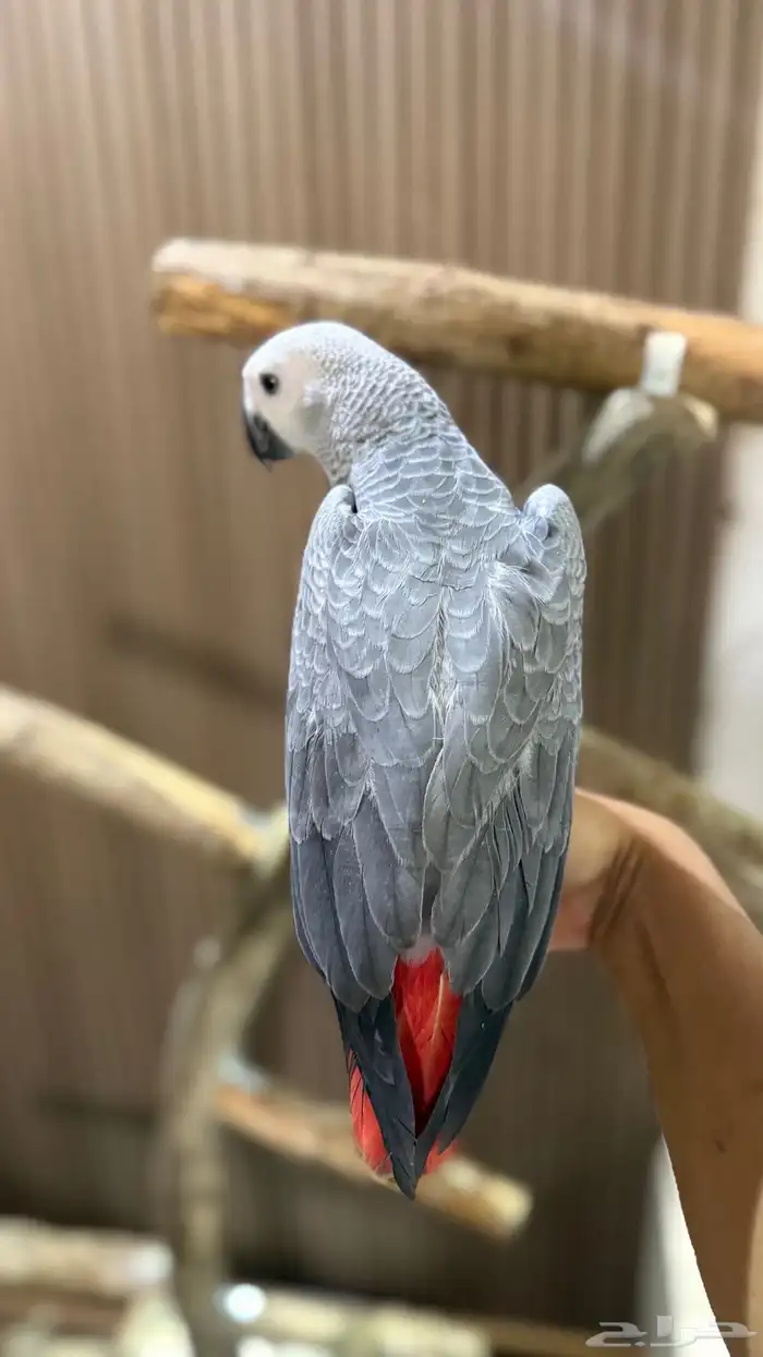 للبيع فرخ كاسكو اليف 5