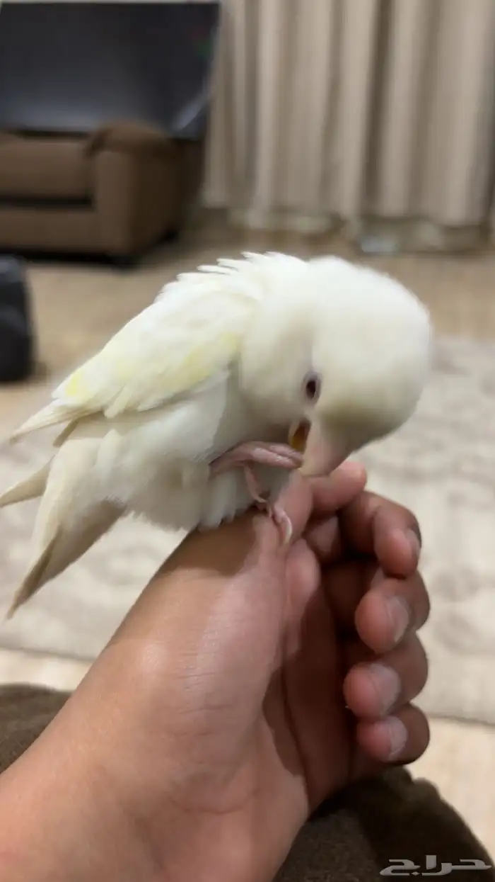 روز أليف 4