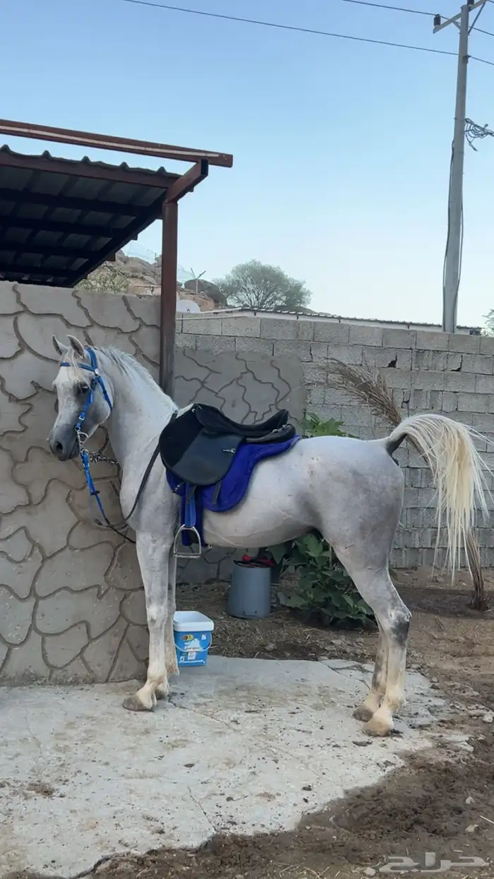 حصان عربي واهو 1