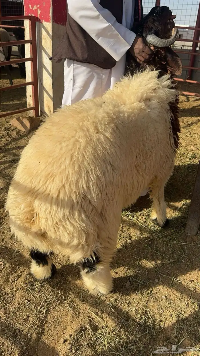 ذبائح نعيم هرافي 16