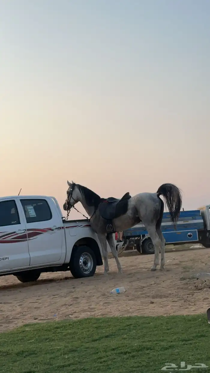 حصان شعبي شيخ وسبوق 0