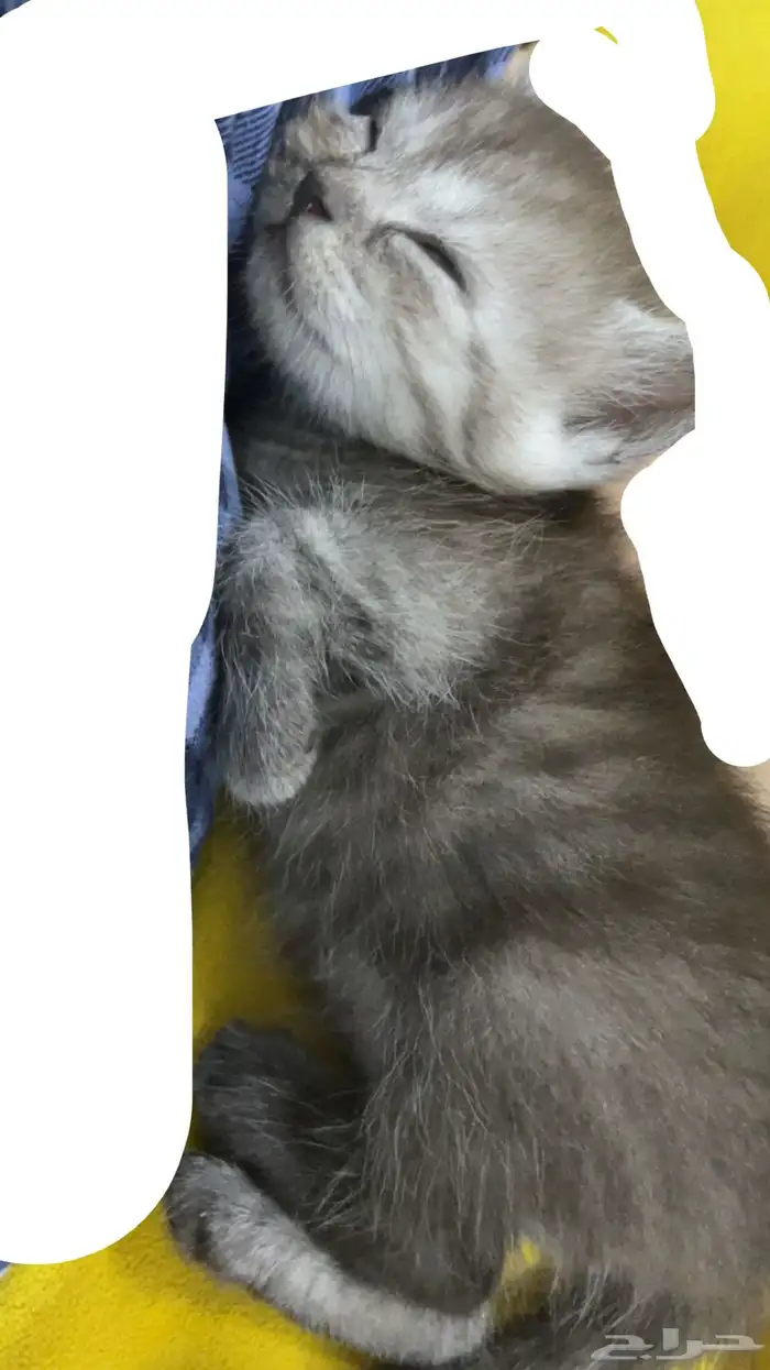 قطط للبيع 2