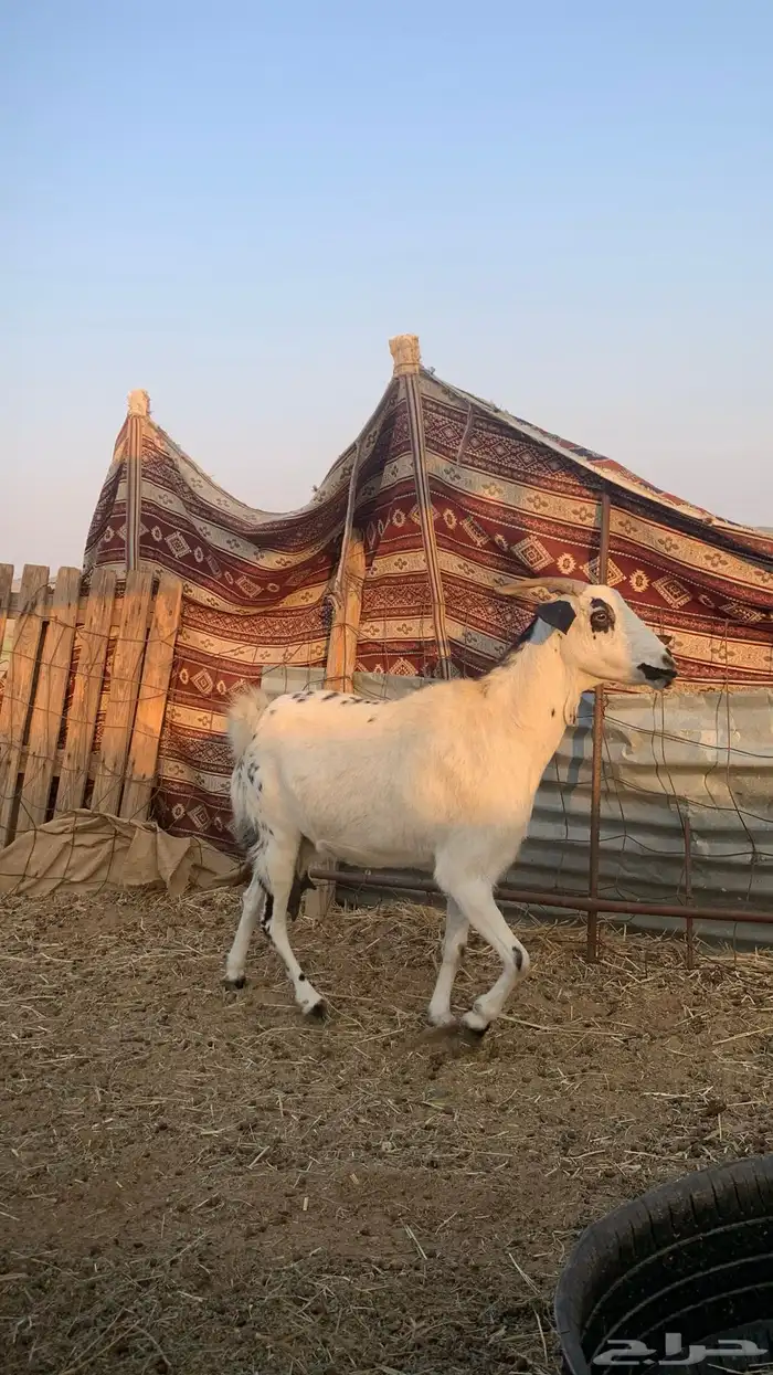 عنز بيشيه دافع 1