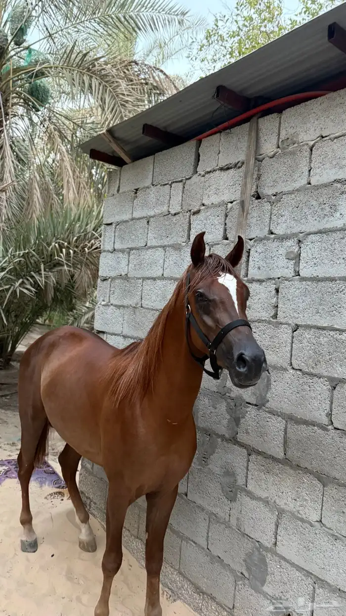 للبيع حصان عمره 3سنوات طوله بالمتر144 5