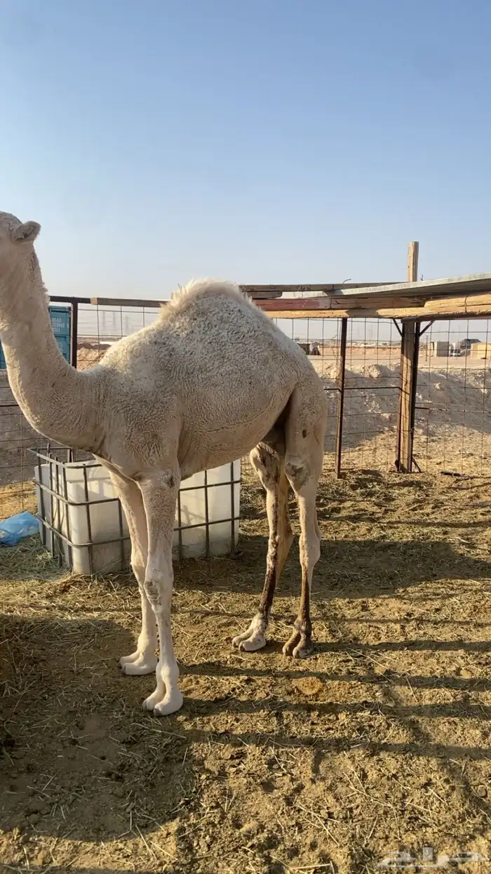 قعود فاخر للبيع 0