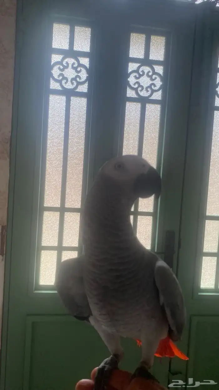 ببغاء كاسكو متكلم 3