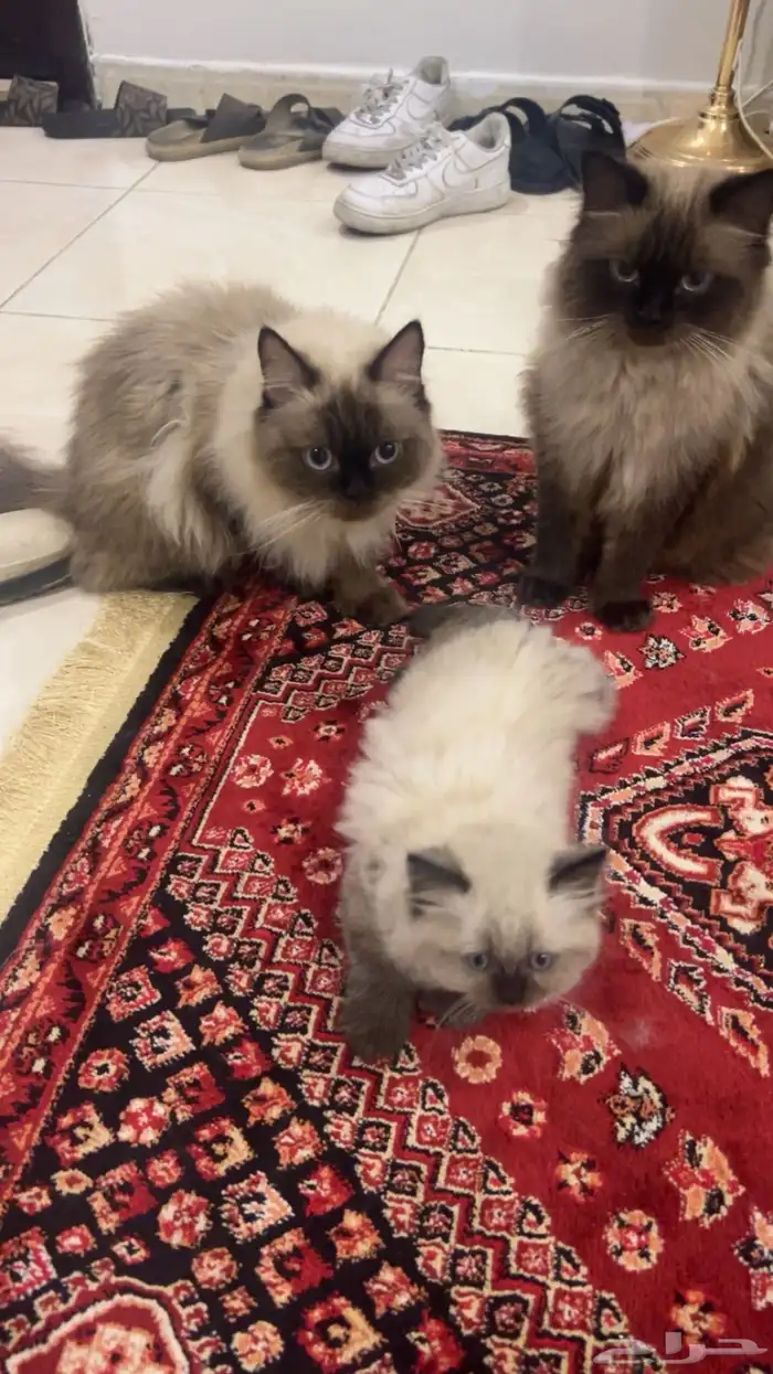 قطط هملايا للبيع 0