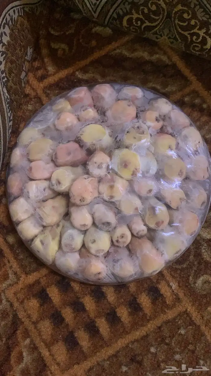 بقلاوة دخل منتوف جاهز 0