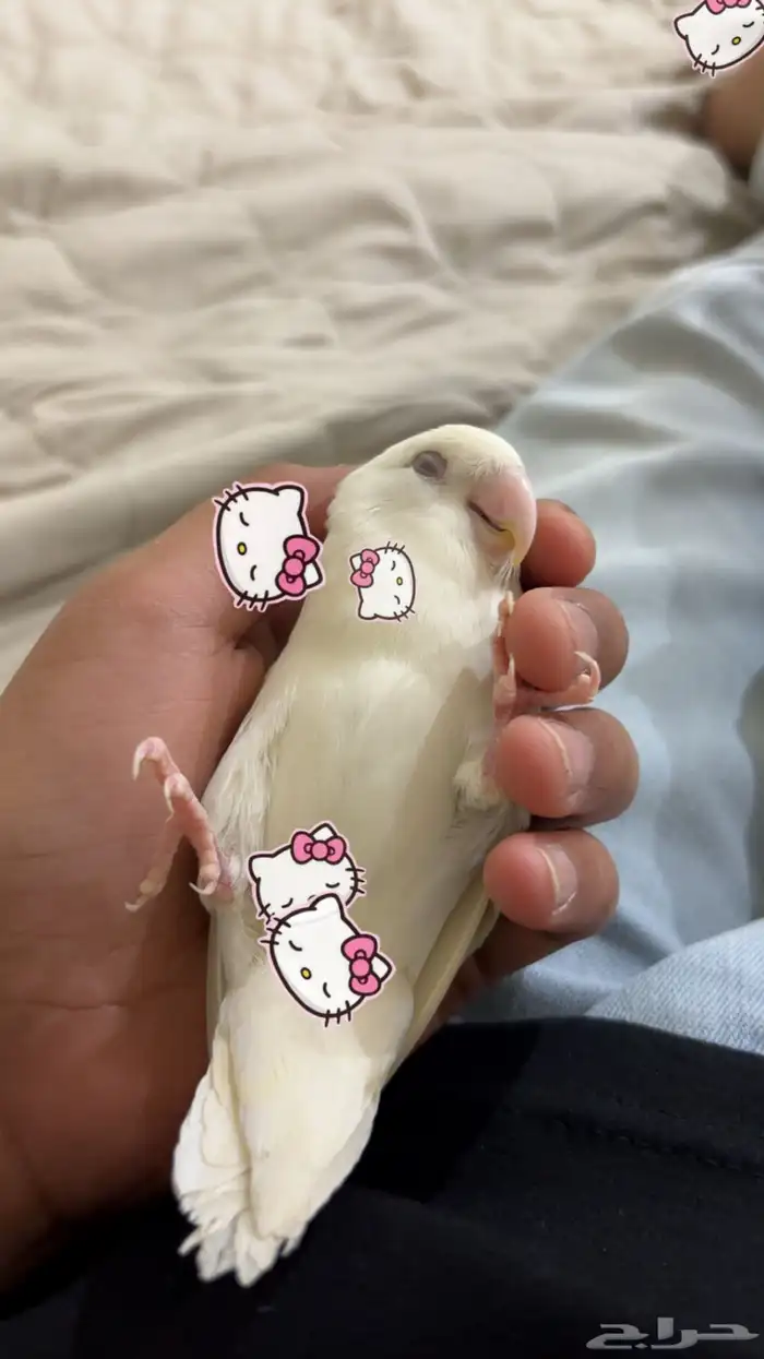 روز أليف 0