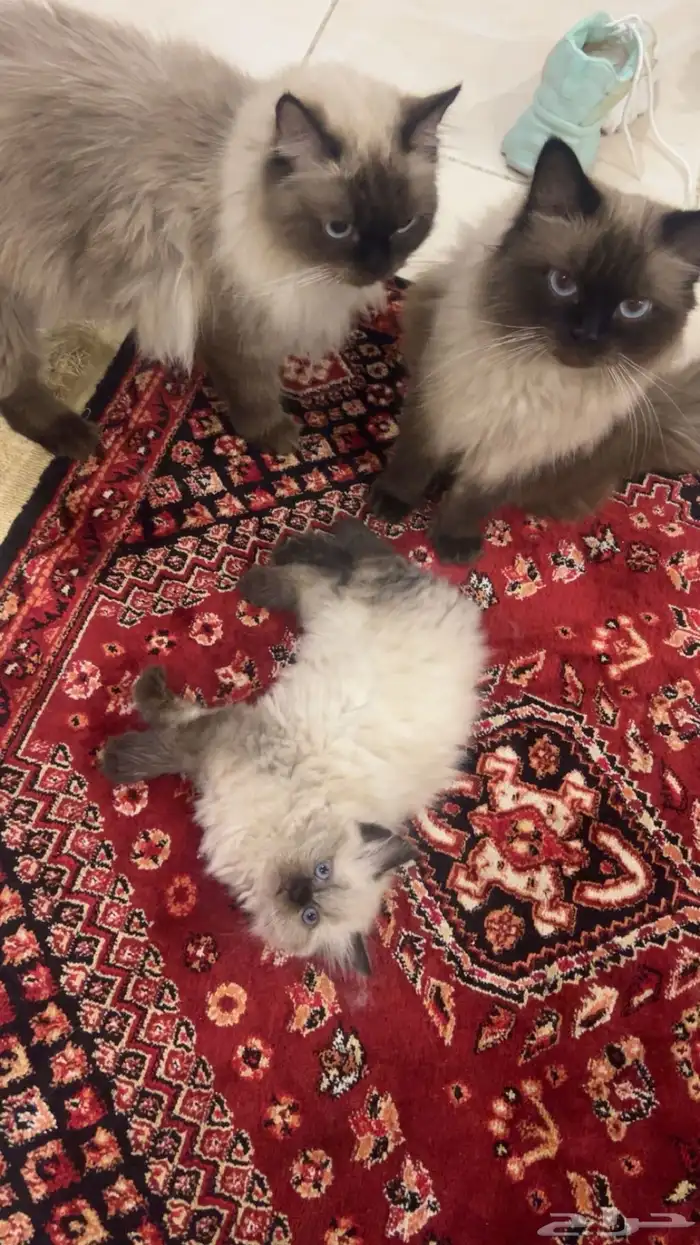 قطط هملايا للبيع 1