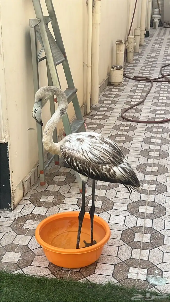 طير فلامنجو للبيع سنه صغير 2