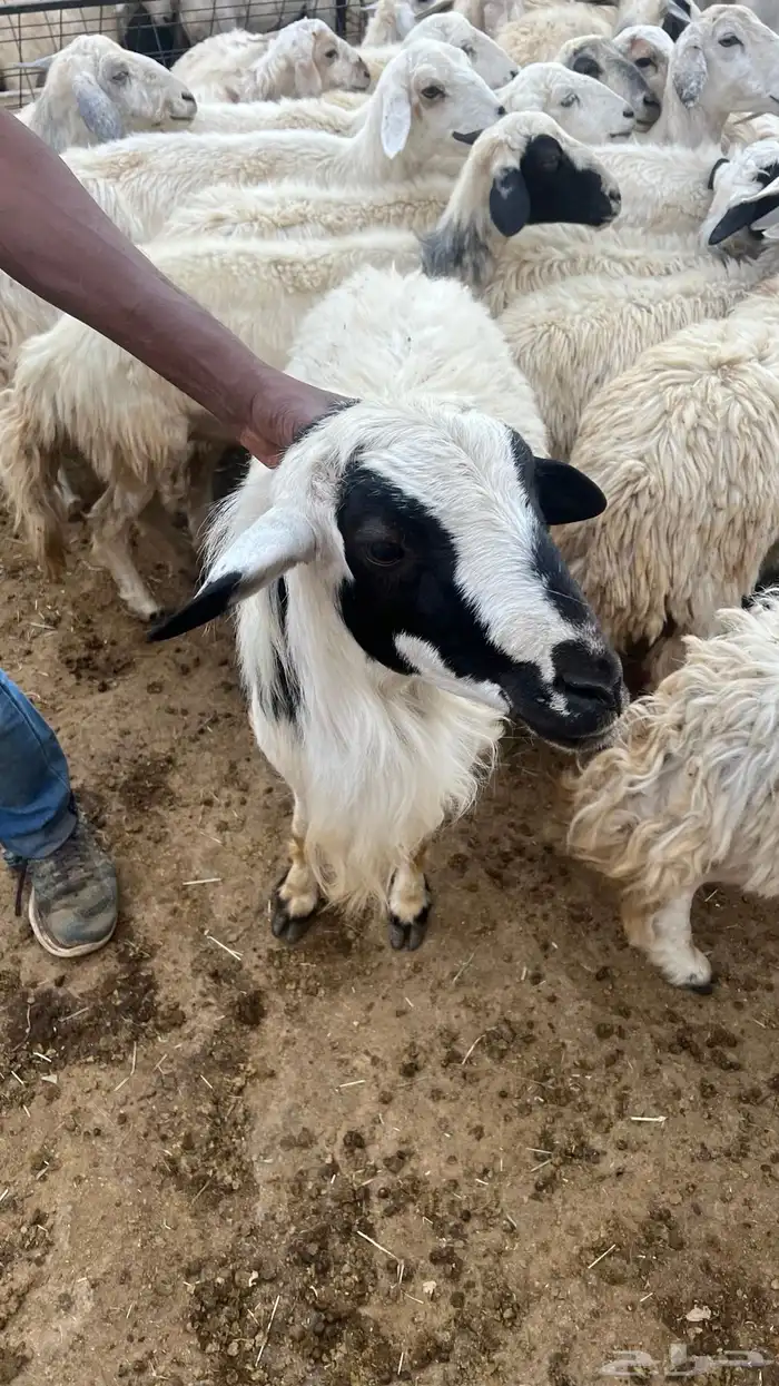 فحل للبيع 3