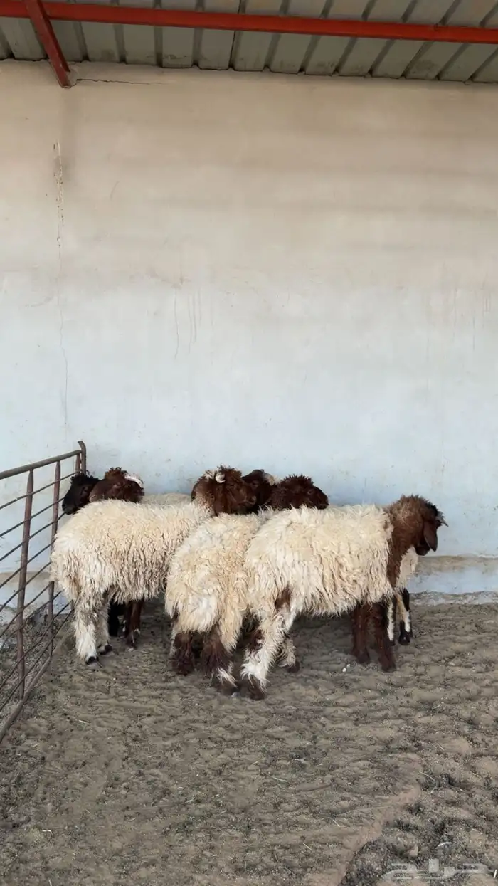 ذبايح 1