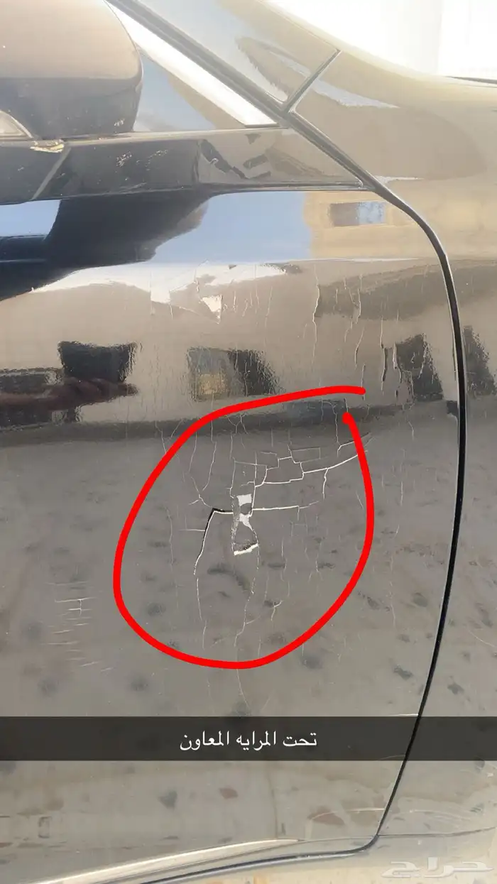 كادنزا 2018 3