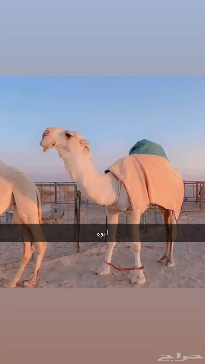 قعود جذع عوني 4