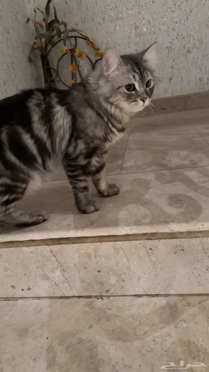 قطط هملايا 9