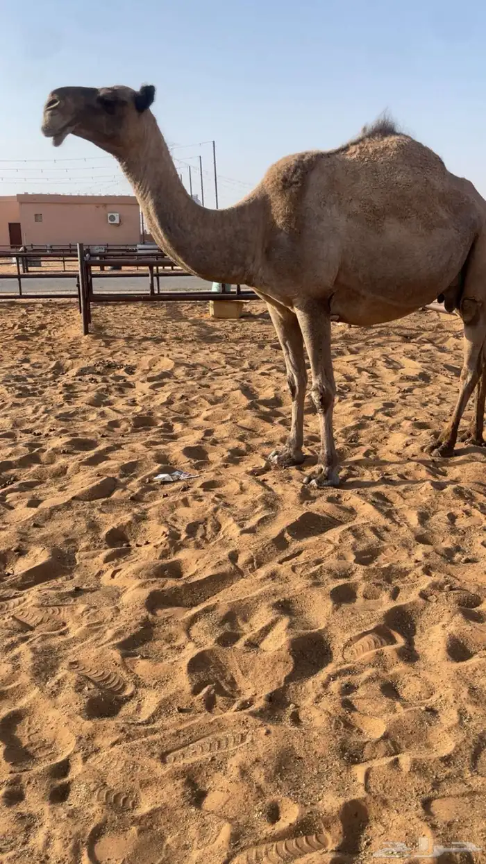 ناقه صفرا للبيع او البدل 2