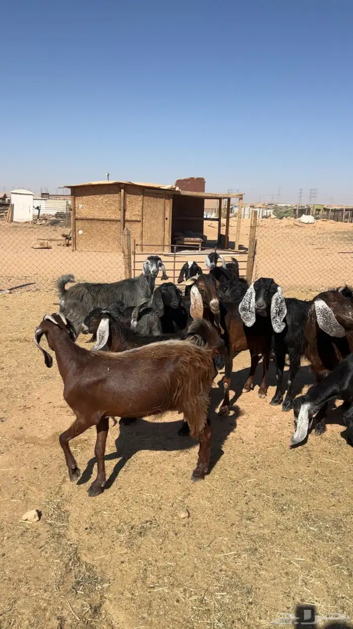 معزاء 8 عليها 8 عيالها 6 تيوس وجفرتين 1
