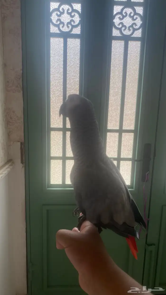 ببغاء كاسكو متكلم 4