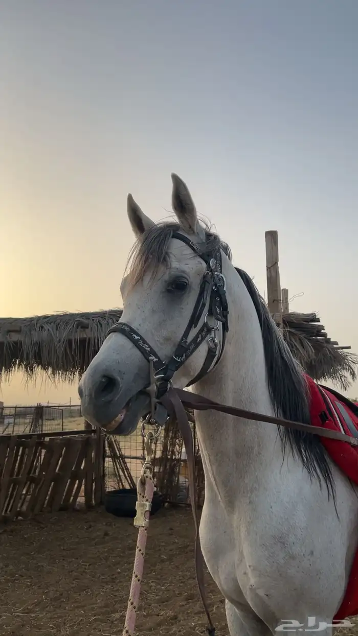 حصان واهو شيخ 6