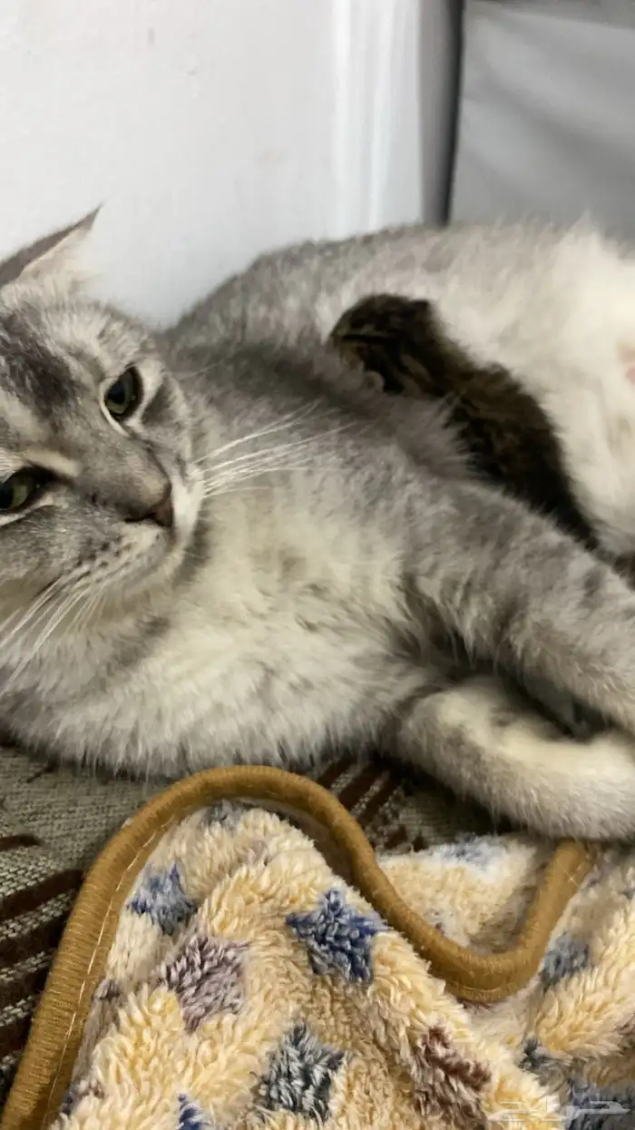 قطه للتبني شروط التبني مخافه الله فيها 0