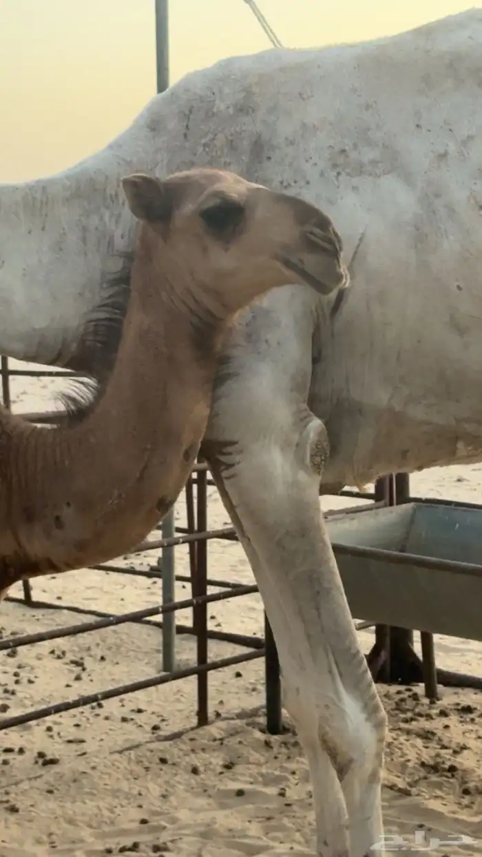 بكره حمرا كفو 2