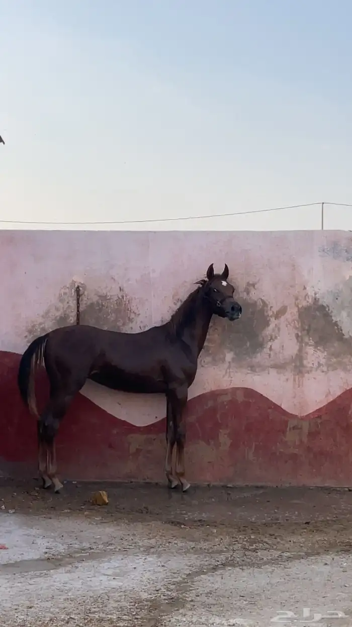 مهر شعبي شيخ 2