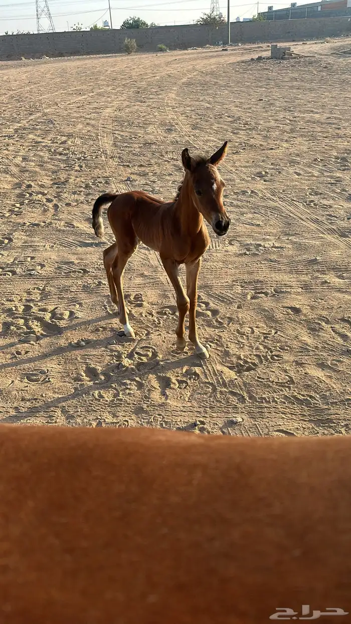 مهره شعبيه فاخره 3
